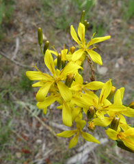 Crepis acuminata