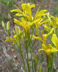 Crepis acuminata