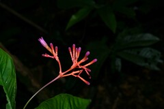 Palicourea longiflora