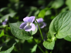 Viola canina