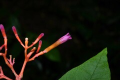 Palicourea longiflora