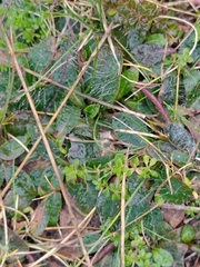 Pilosella officinarum