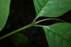 Palicourea longiflora