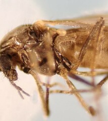 Orthocladiinae
