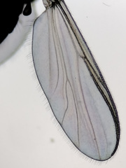 Orthocladiinae