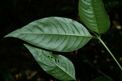 Palicourea longiflora