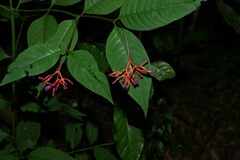 Palicourea longiflora