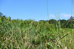 Paspalum virgatum