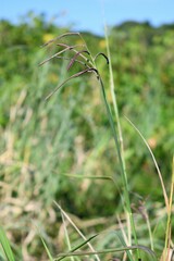 Paspalum virgatum