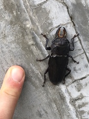 Mallodon chevrolatii