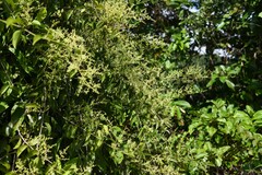 Passovia pedunculata