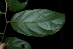 Piparea multiflora