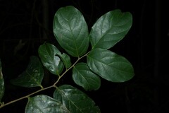 Piparea multiflora
