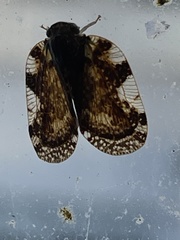 Aprivesa