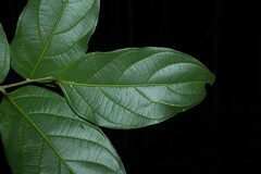 Piparea multiflora