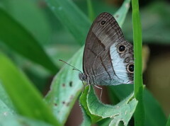 Euptychoides nossis