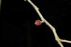 Piparea multiflora