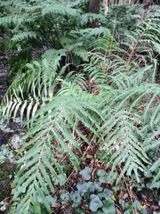 Pteris incompleta image