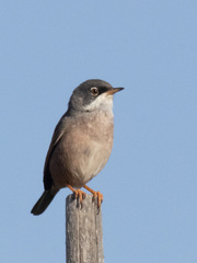 Curruca conspicillata