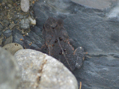 Incilius bocourti