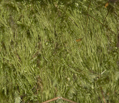 Hypnum subchrysogaster