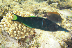 Gomphosus klunzingeri