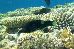 Gomphosus klunzingeri