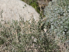 Atriplex polycarpa