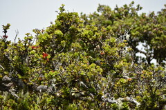Drepanis coccinea