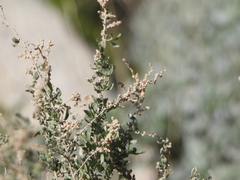 Atriplex polycarpa