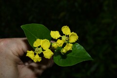 Stigmaphyllon bannisterioides