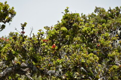 Drepanis coccinea
