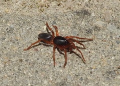 Dysderidae