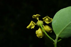 Stigmaphyllon bannisterioides