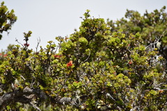 Drepanis coccinea