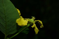 Stigmaphyllon bannisterioides