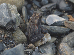Incilius bocourti