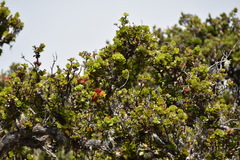 Drepanis coccinea