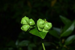 Stigmaphyllon bannisterioides