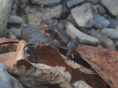 Incilius bocourti