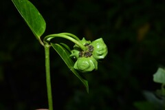 Stigmaphyllon bannisterioides