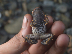 Incilius bocourti