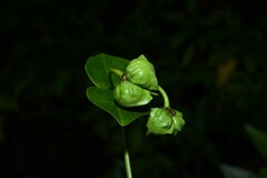 Stigmaphyllon bannisterioides