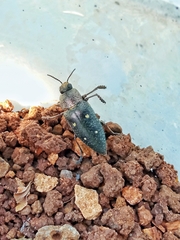 Chalcophorella stigmatica