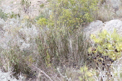 Montinia caryophyllacea