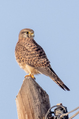 Falco tinnunculus canariensis