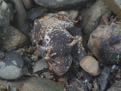 Incilius bocourti