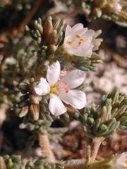 Frankenia hirsuta