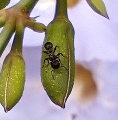 Procryptocerus
