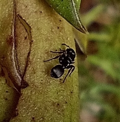 Procryptocerus